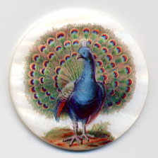 MOP - Peacock