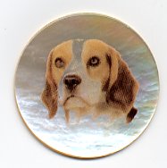 MOP - Beagle