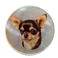 MOP - Chihuahua