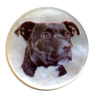 MOP - Staffie Bull Terrier