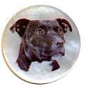 MOP - Staffie Bull Terrier