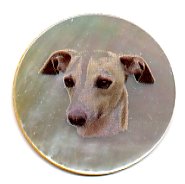 MOP - Italian Greyhound