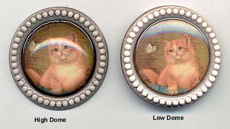 Orange Kitten