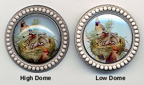 Bird Family at Nest