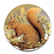 MOP - Squirrel 2