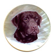 MOP - Chocolate Lab