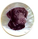 MOP - Chocolate Lab