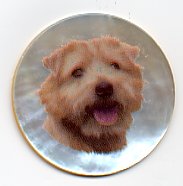 MOP - Norfolk Terrier