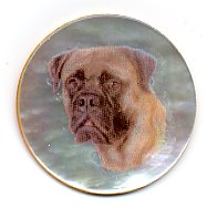 MOP - Bulls Mastiff