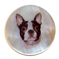 MOP - Boston Terrier