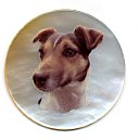 MOP - Jack Russel #1