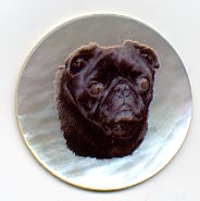 MOP - Black Pug