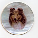 MOP - Rough Collie