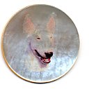 MOP - English Bull Terrier