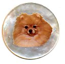 MOP - Pomeranian