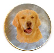 MOP - Golden Retriever