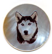 MOP - Siberian Husky