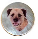 MOP - Border Terrier